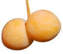 :ginnan: