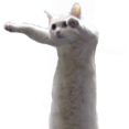 :longcat1: