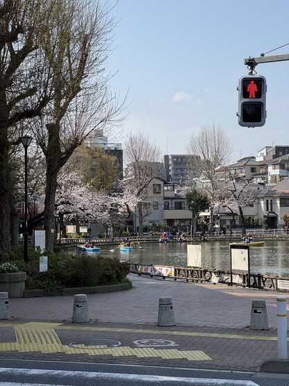 Cherry Blossom Season 2025 in the Maenocho district of Itabashi, Tokyo, Japan.