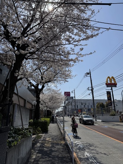 Cherry Blossom Season 2025 in the Maenocho district of Itabashi, Tokyo, Japan.