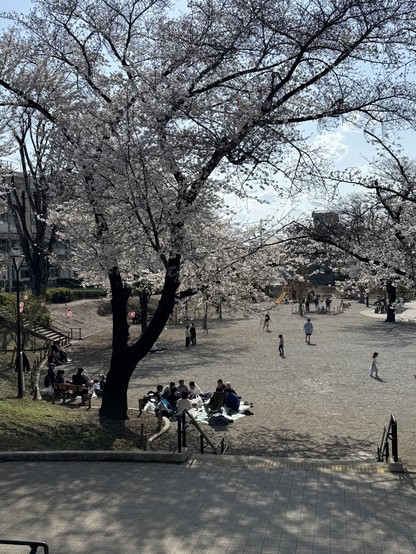 Cherry Blossom Season 2025 in the Maenocho district of Itabashi, Tokyo, Japan.