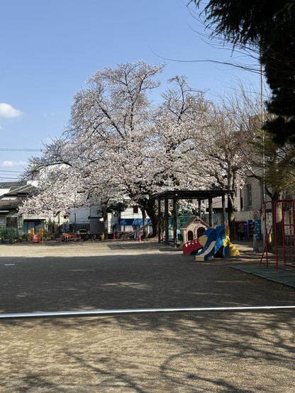 Cherry Blossom Season 2025 in the Maenocho district of Itabashi, Tokyo, Japan.