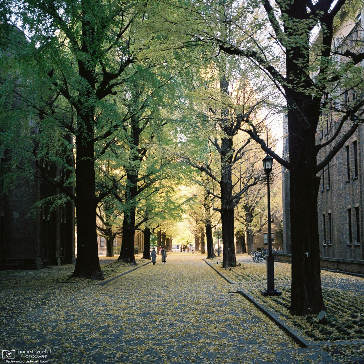 Autumn colors on the campus of Tokyo University in Tokyo, Japan