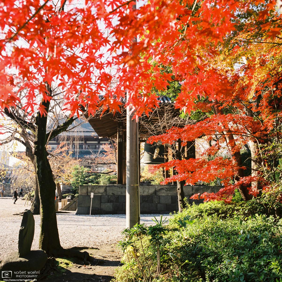 Autumn colors at Zojoji Temple in Tokyo, Japan