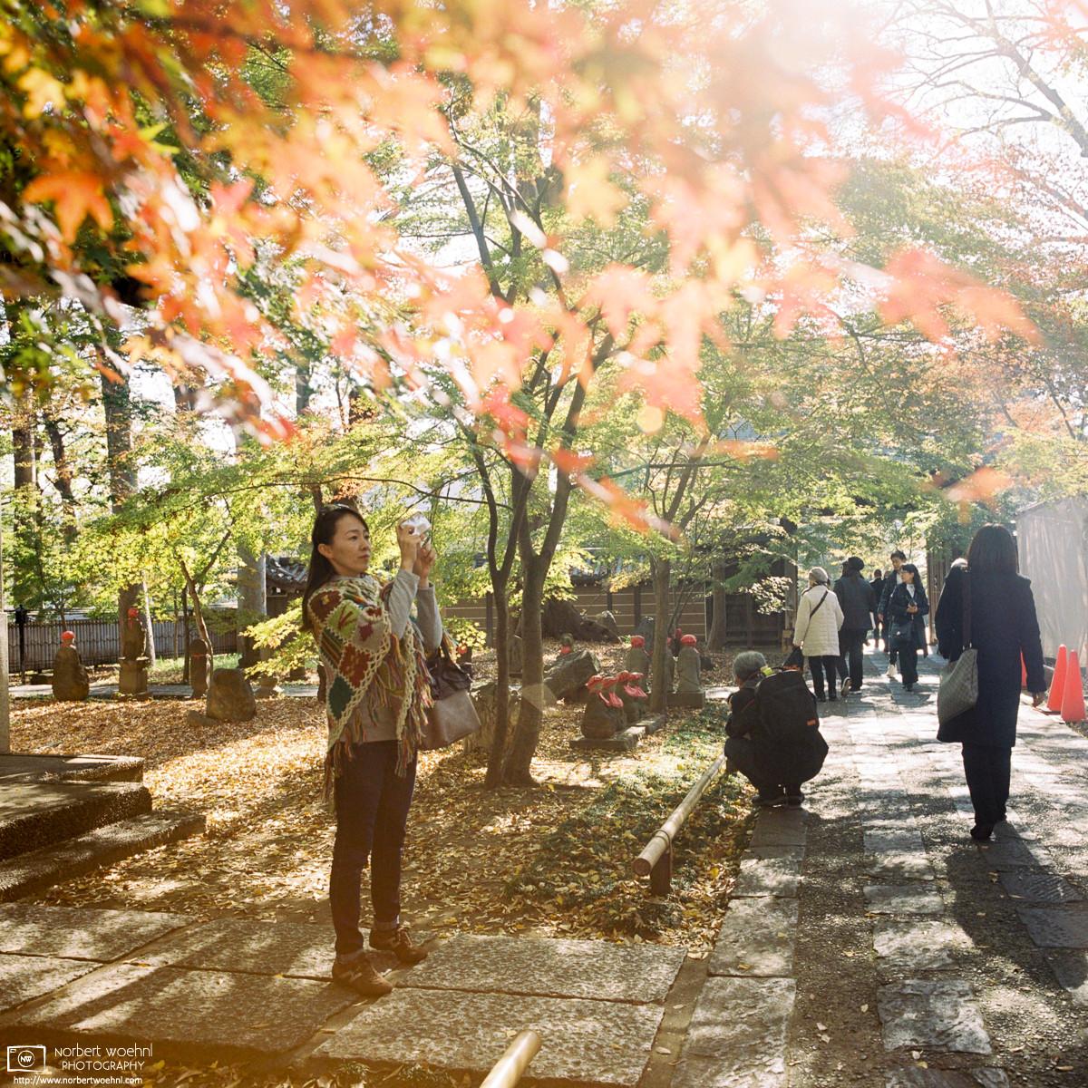People photographing autumn colors at Joshinji Temple in Tokyo, Japan