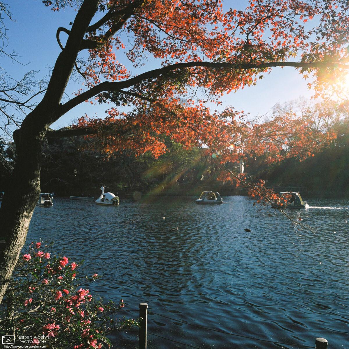 Autumn colors along the pond at Inokashira Park in Tokyo, Japan