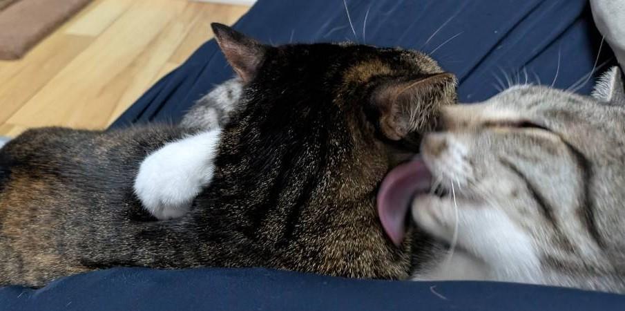A grey and white tabby cat holding and washing a tabby and tortie mix cat.