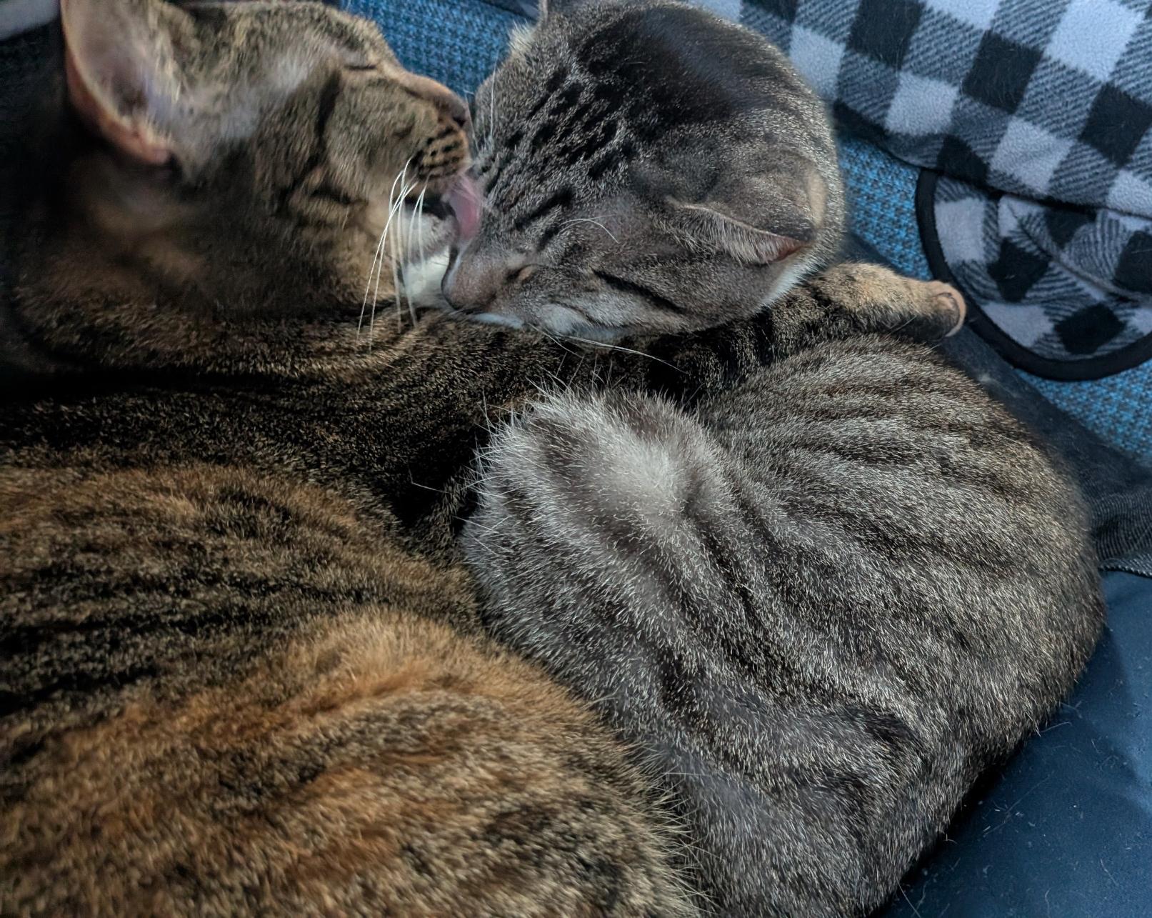 A tabby and tortie mix cat holding and washing a grey and white tabby cat.