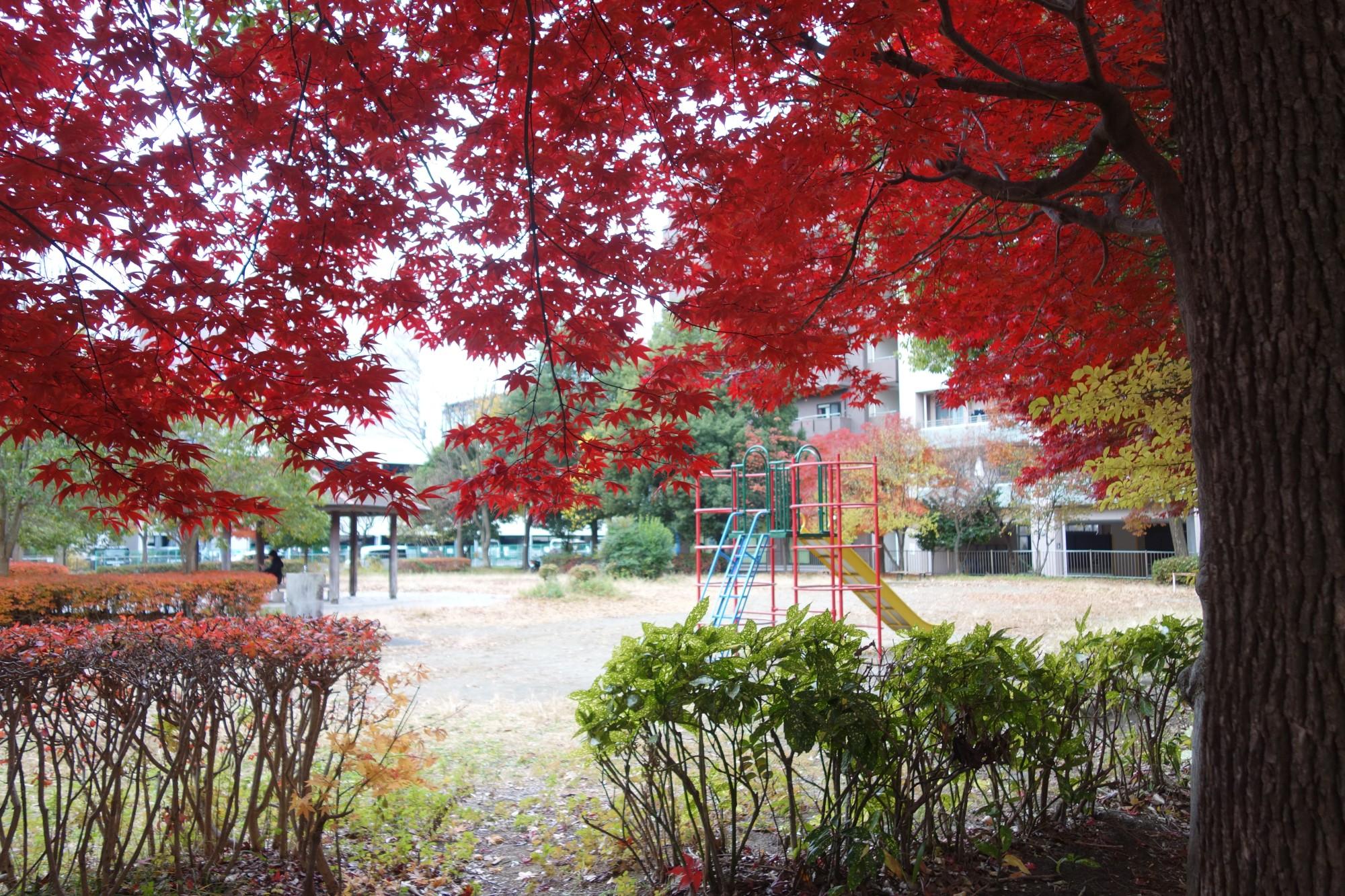 dark red maple tree in a park by a grey day