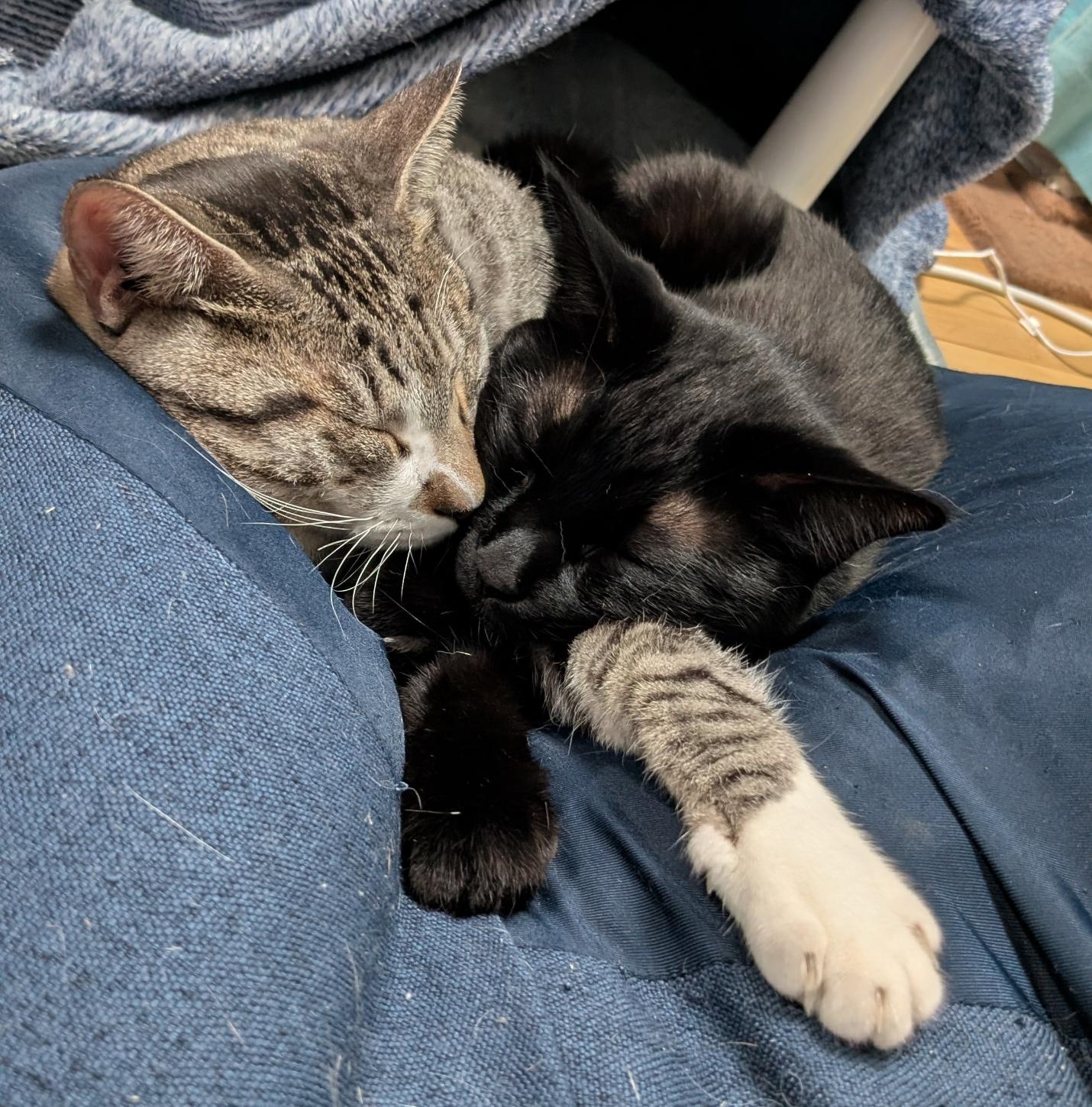 A grey and white tabby cat and black cat sleeping together on a blue cushion. They have thier front paws stretched out and crossed.