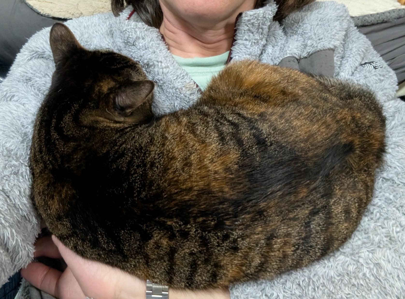 A tortie and tabby mix cat sleeping on my chest.