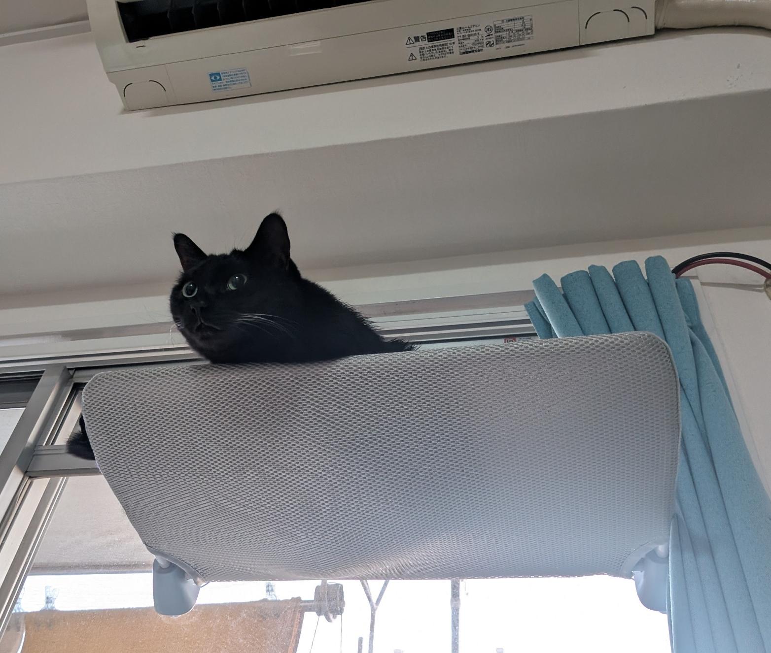 A black cat peering over the side of a cat shelf attached high up a window below the aircon.