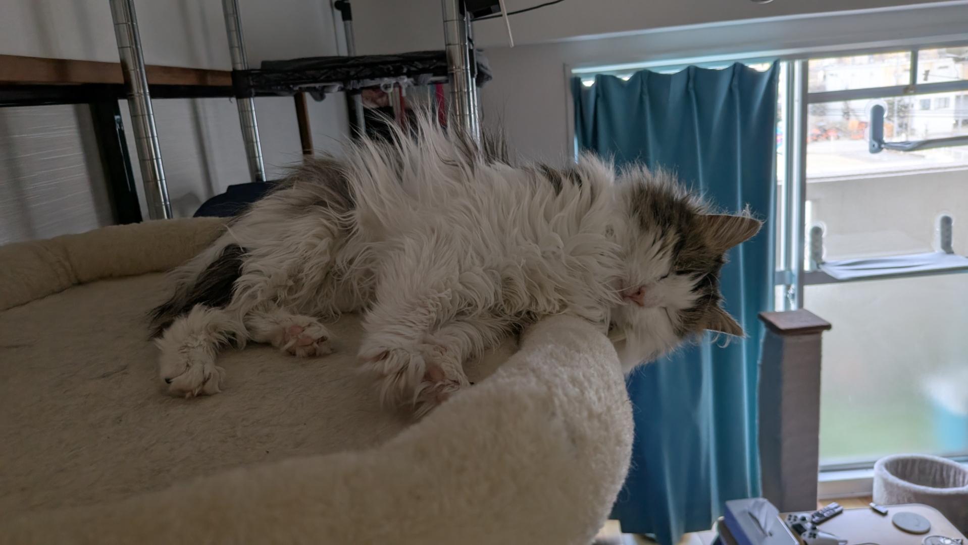 A Norwegian forest cat kitten lying on top of a cat tree with his head hanging over the side.