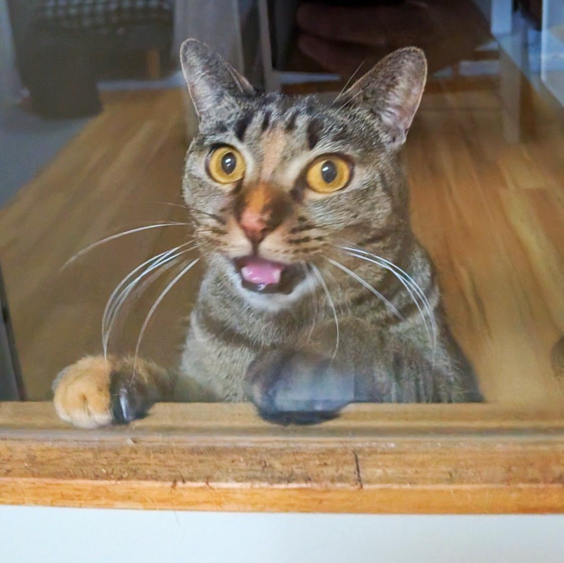 A tortie and tabby mix cat looking through the glass pane in a door. Her paws are on the frame and her mouth is open.
