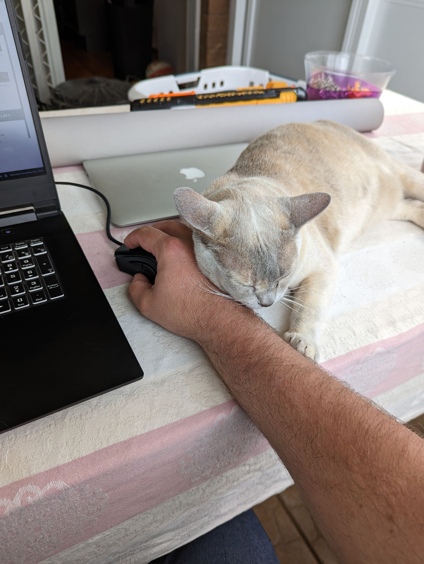 The cat is now fast asleep, head resting on my hand. I'm no longer allowed to use my computer.