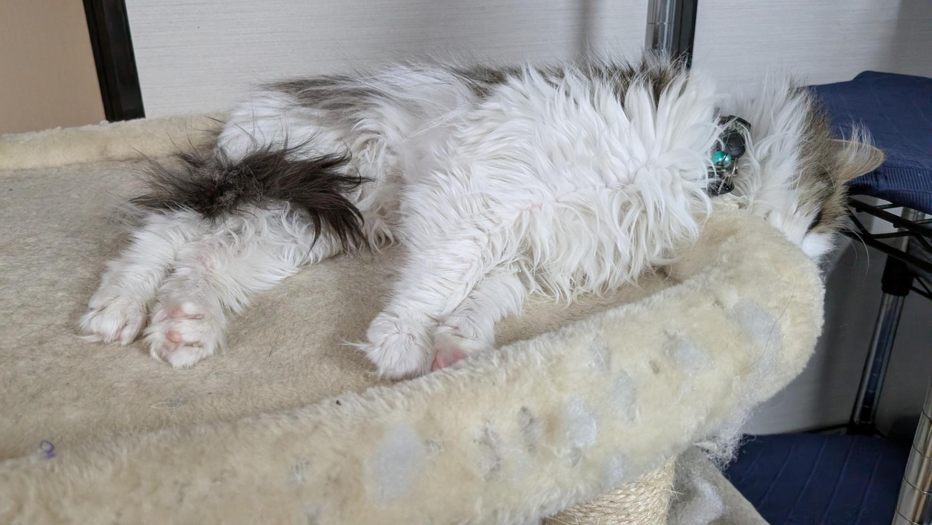 Norwegian forest cat kitten lying on his side on the top of a cat tree.