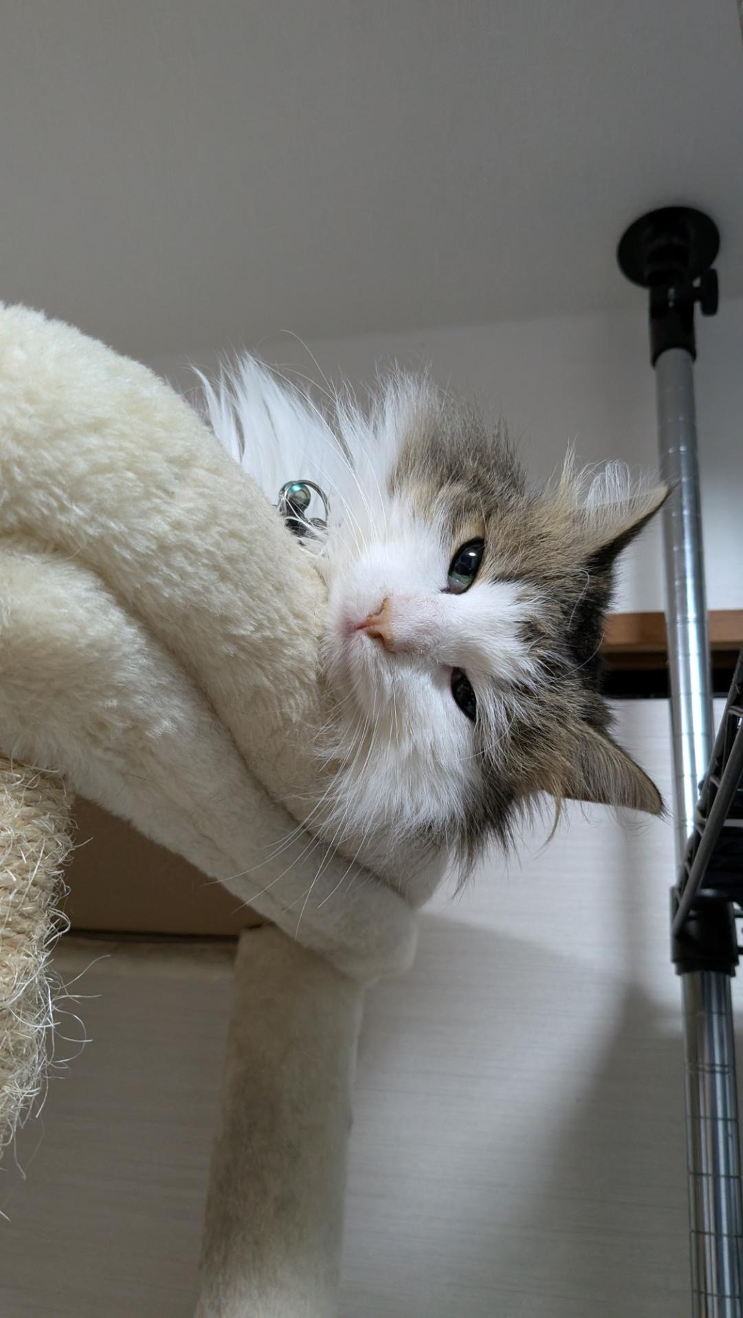 Norwegian forest cat kitten lying on his side on the top of a cat tree. This is a close up of his face.