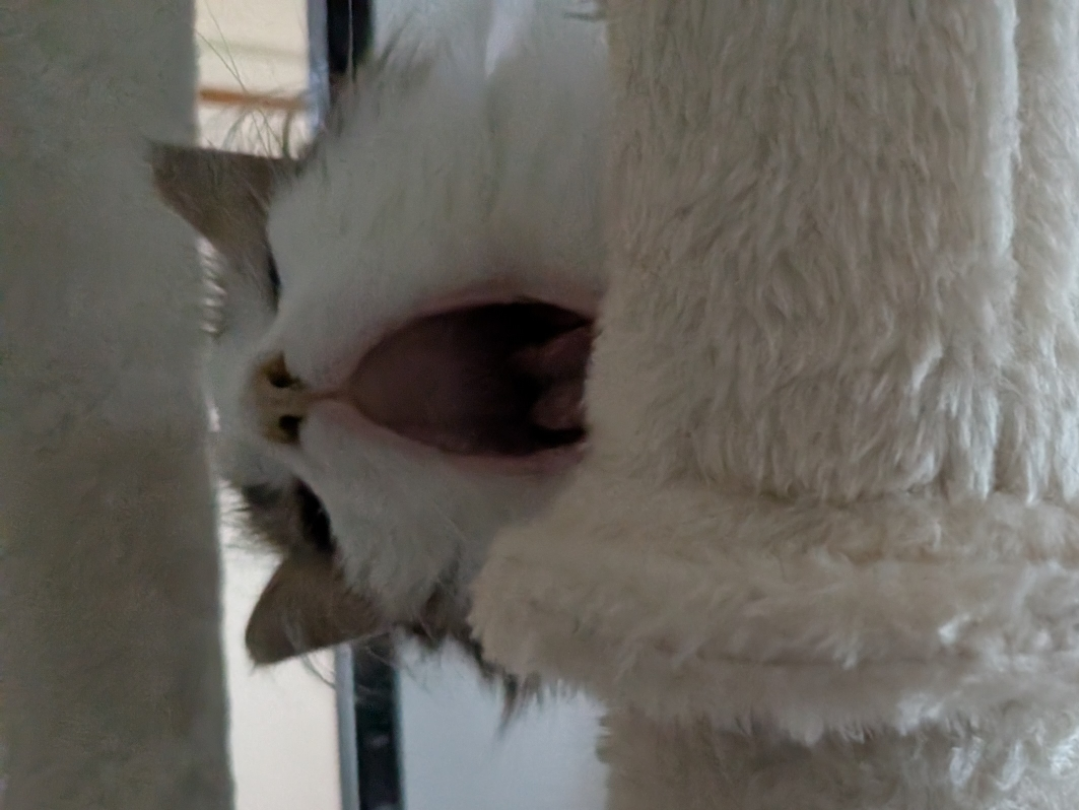 Headshot of a Norwegian forest cat kitten lying on his side yawning. His mouth is open wide.