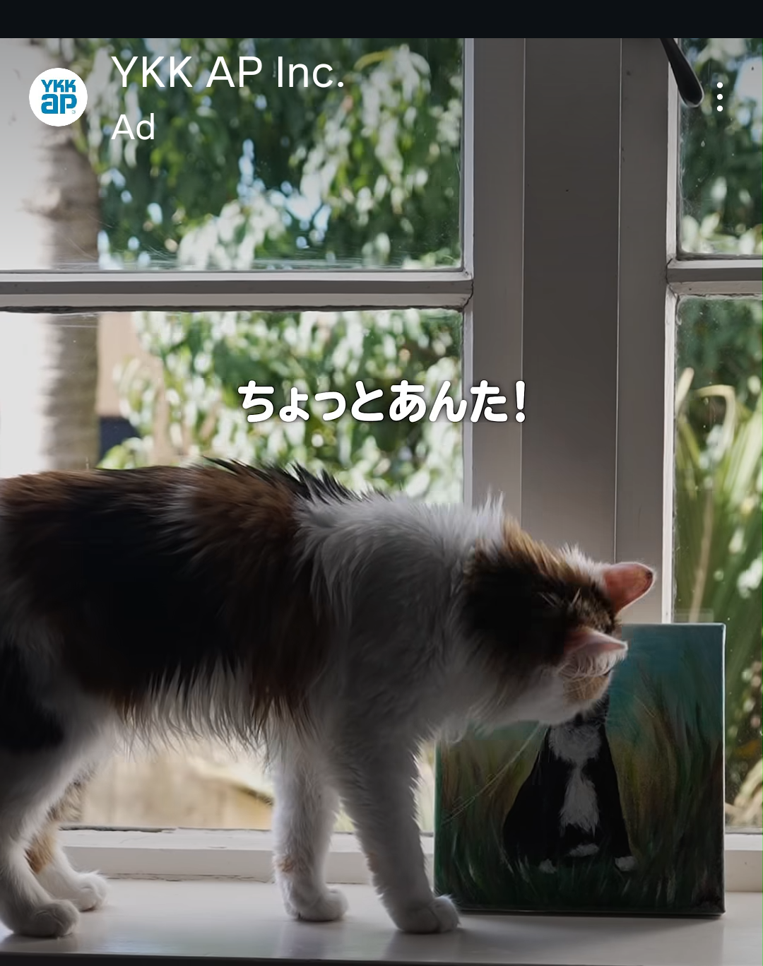 A screenshot of an insta ad for YKK. A Norwegian forest cat who looks really like my cat is the star of the ad.