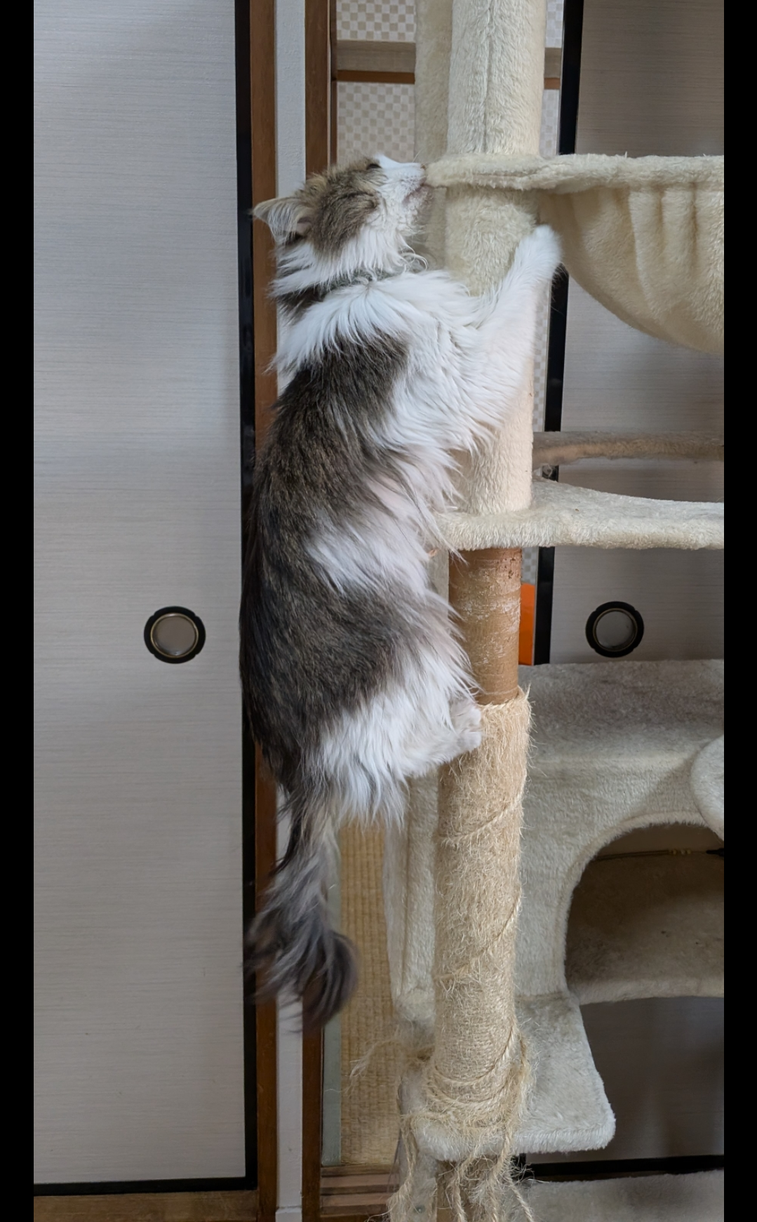 A Norwegian forest cat kitten hanging on the side of a cat tree biting it.