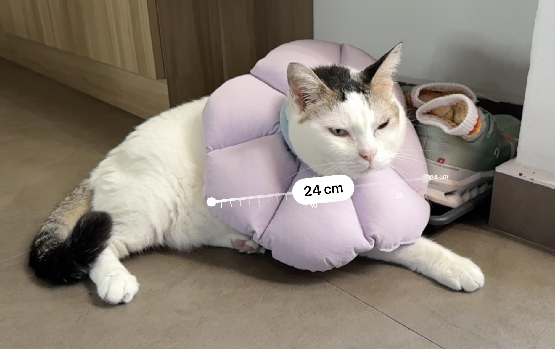 Ketchup lies on the floor next to my shoes wearing a pinkish purple flower e-collar