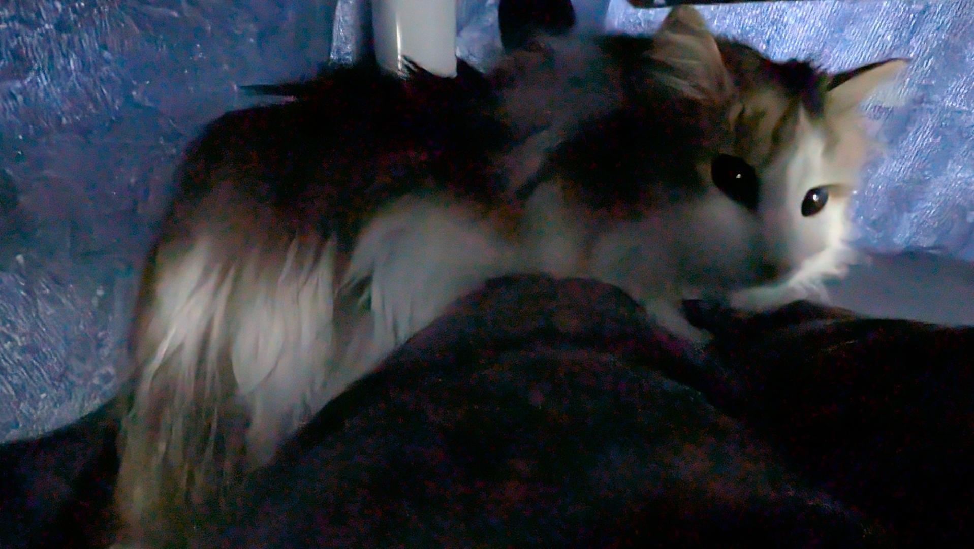 A Norwegian forest cat kitten lying on my legs under a kotatsu. He's got his eyes open this time.