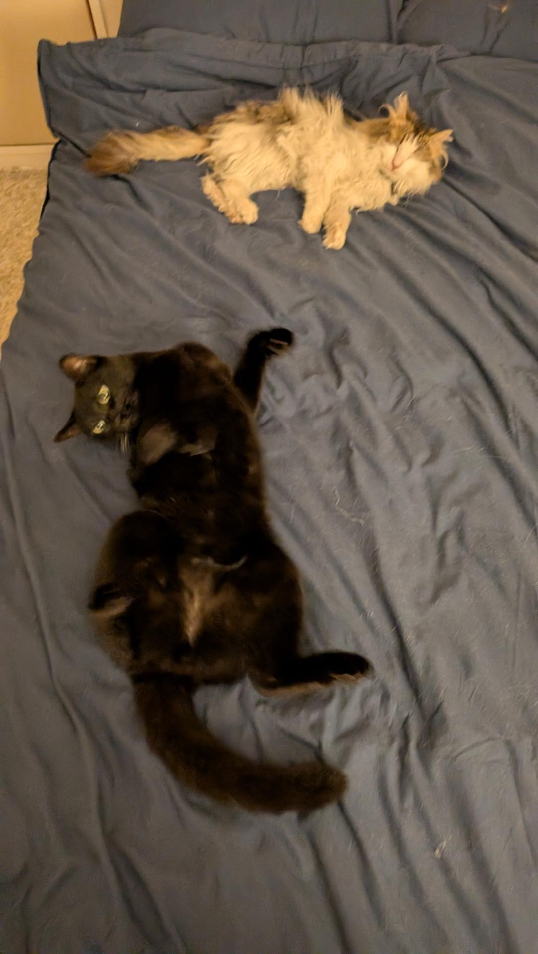 A black cat lying on his back on a bed. Just above him near the pillows a Norwegian forest cat lying on his side.