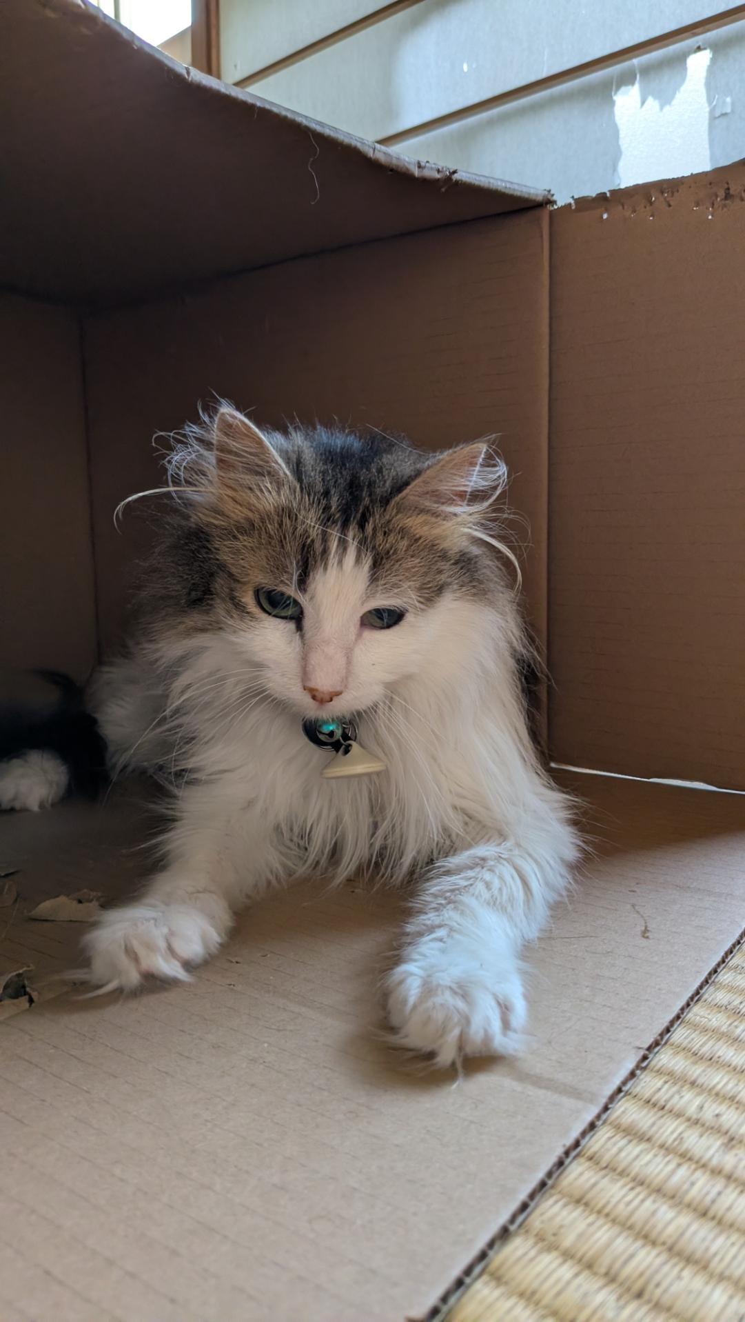 A Norwegian forest cat lying in a cardboard box with his paws stretched out.