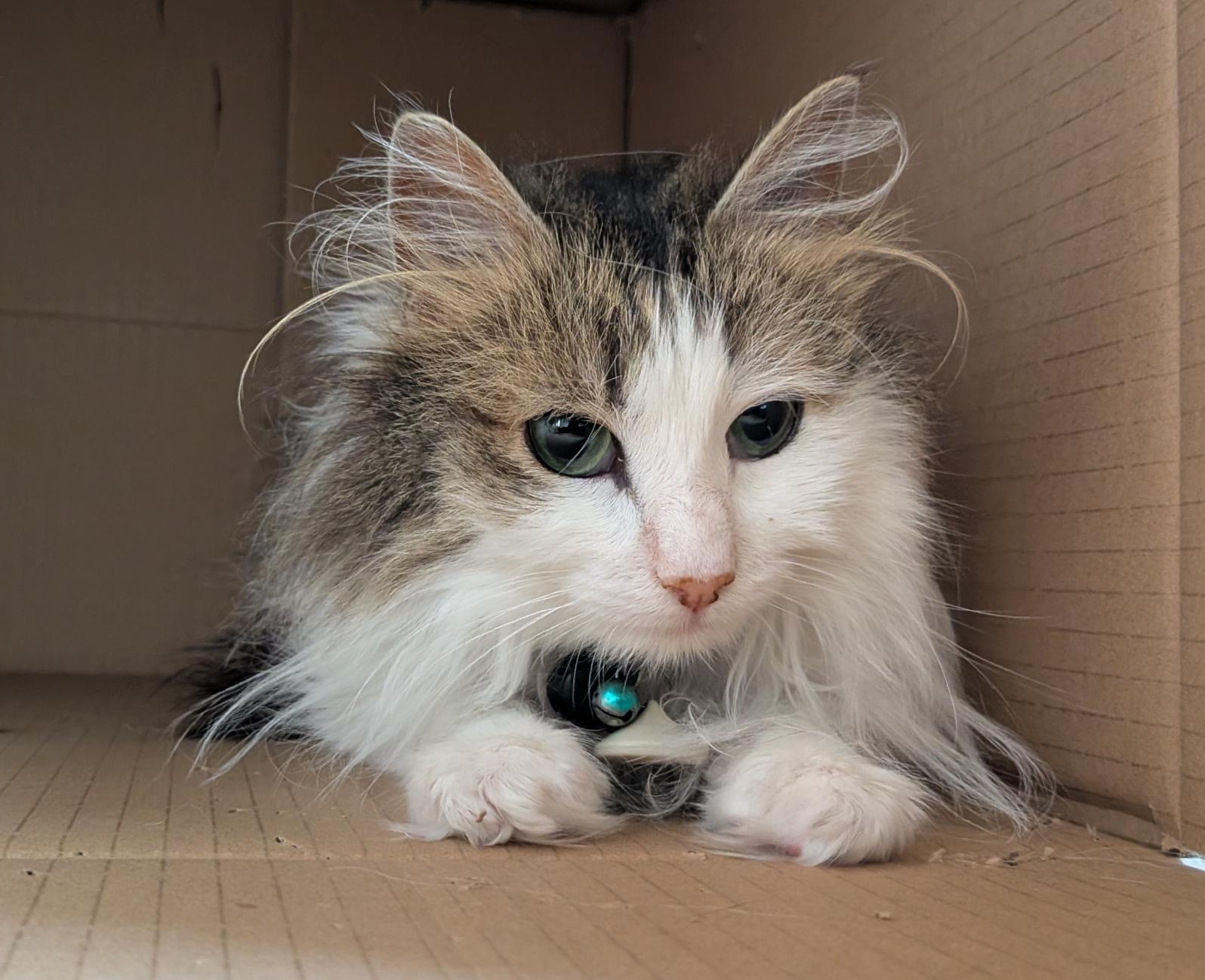 A Norwegian forest cat lying in a cardboard box with just his from his paws showing.